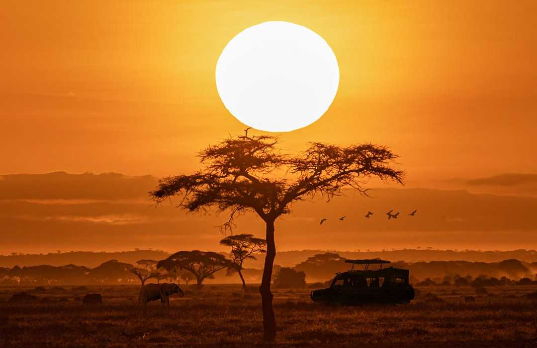 A lion walking across the savanna at sunset during an African safari